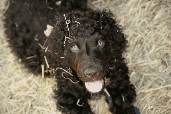 爱尔兰水猎犬价格(爱尔兰猎犬图片大全)