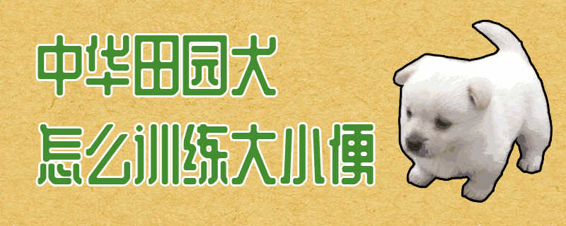 中华田园犬训练方法大全(幼犬怎样训练不随地大小便)