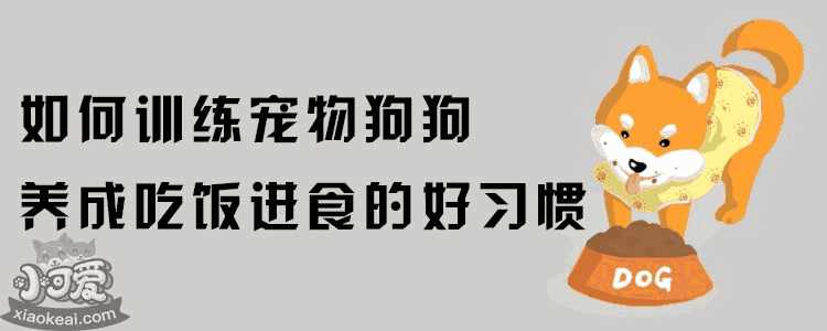 怎么训练狗狗吃饭(怎么训练狗吃饭慢慢来)