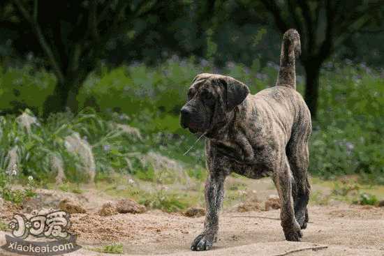 加纳利犬卧倒怎么训练 西班牙加纳利犬趴下训练教程