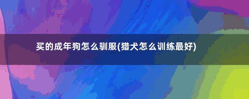 买的成年狗怎么驯服(猎犬怎么训练最好)