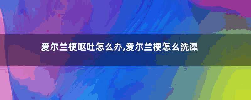 爱尔兰梗呕吐怎么办,爱尔兰梗怎么洗澡