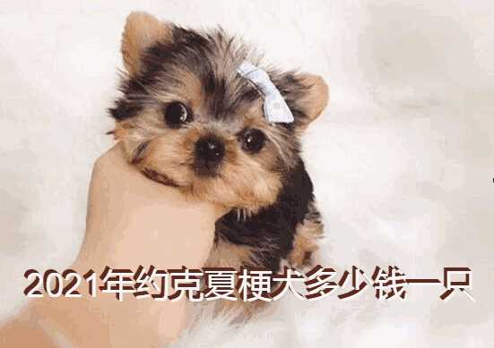 约克夏梗犬价格(约克夏犬价格)