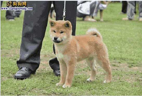 日本柴犬的价格多少(现在柴犬的价格)