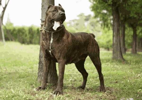 卡斯罗犬怎样训练(卡斯罗犬的喂养技巧)