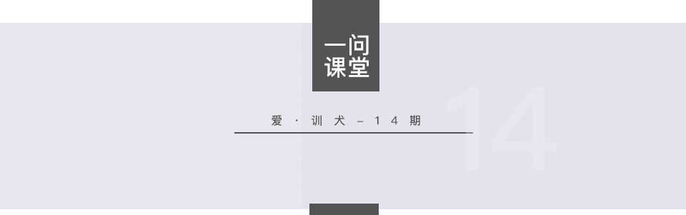 小狗训练方法与技巧(小狗怎样训练)