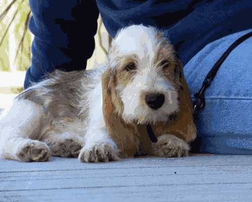 贝吉格里芬凡丁犬价格(迷你贝吉格里芬凡丁犬)