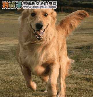 金毛犬常得的病有哪些(金毛幼犬容易得什么病)