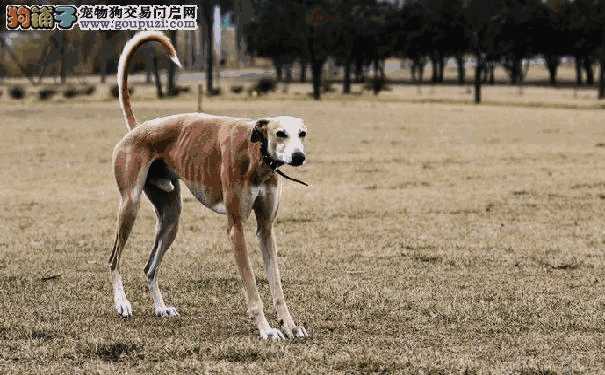 灵缇犬和细狗的区别(灵缇犬与细犬有何区别)