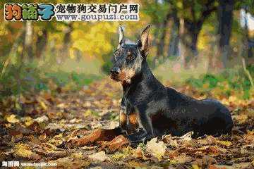 杜宾是护卫犬吗(杜宾犬护主)