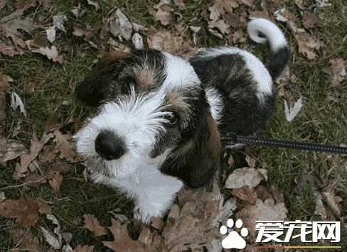 迷你贝吉格里芬凡丁犬多少钱(格里芬犬多少钱一只)