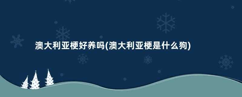 澳大利亚梗好养吗(澳大利亚梗是什么狗)