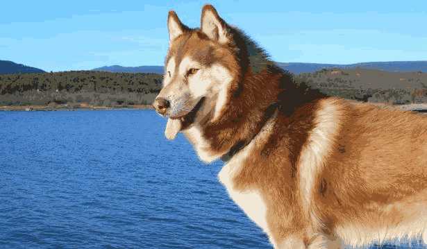 挑选哈士奇幼犬技巧(挑选哈士奇狗狗要注意的2点)