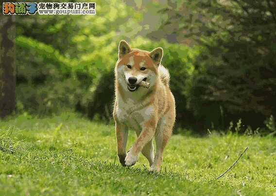 柴犬喂养指南,教你如何养好柴犬(柴犬好养吗,柴犬优缺点分析)