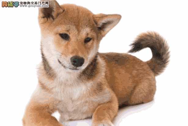 新手怎么养秋田犬(养秋田犬注意事项)