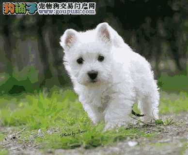 西高地犬好养吗(西高地犬缺点)