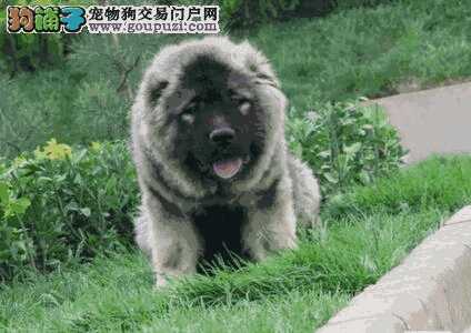 高加索幼犬怎样饲养(高加索犬护主人吗)