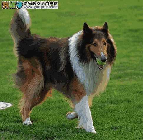 喜乐蒂犬和苏格兰牧羊犬的区别(喜乐蒂牧羊犬和苏格兰牧羊犬)