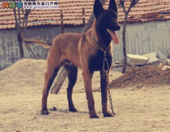 马犬怎么样训练(马犬怎么选幼犬)