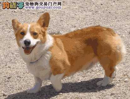 柯基犬在哪里买(柯基怎么买)