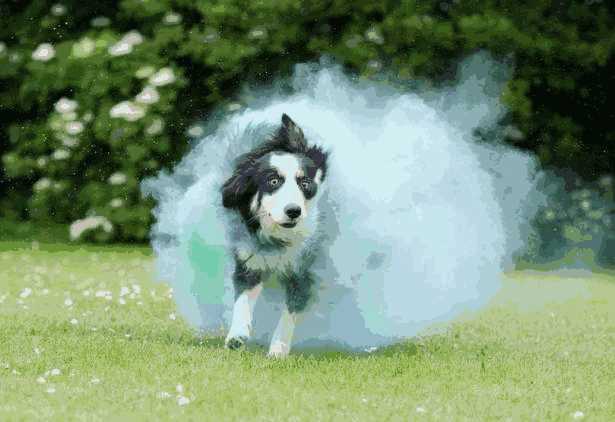 边境牧羊犬怎样看出来纯不纯(如何挑选边境牧羊犬幼犬)