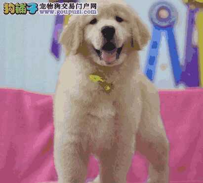 金毛幼犬喂养小常识(金毛犬的饲养方法)