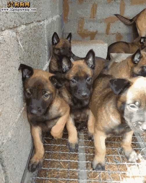 马里努阿犬多少钱一条(比利时马里努阿犬图片)