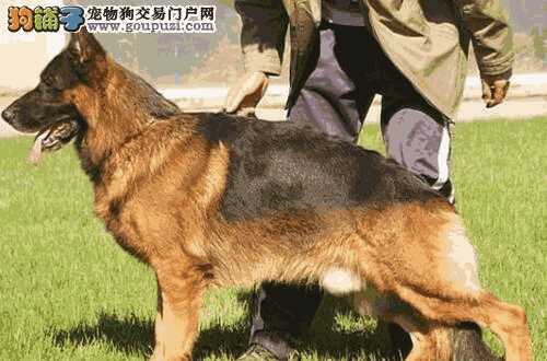 德国牧羊犬饲养注意事项(德国牧羊犬长毛图片)