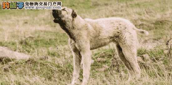 中亚牧羊犬幼犬怎么挑选(中亚牧羊犬优缺点)