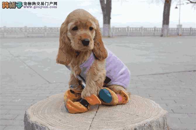 可卡犬吃什么(可卡犬的喂养方法)