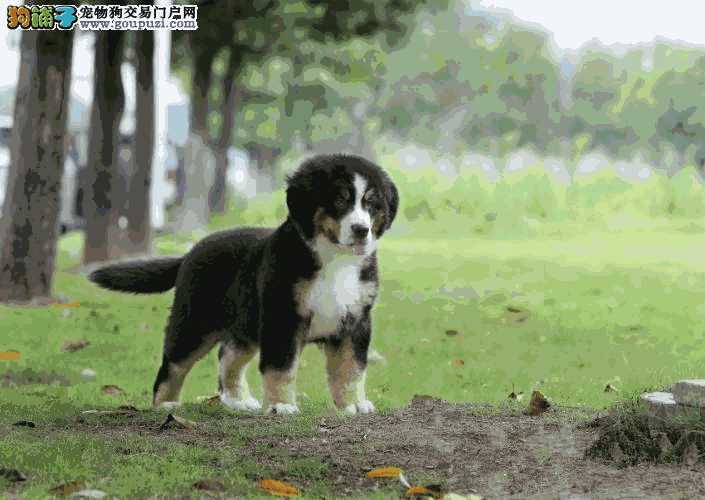 伯恩山犬优缺点(伯恩山犬多少钱)