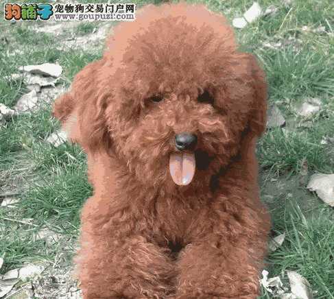 贵宾犬味道大吗(贵宾犬体味重吗)