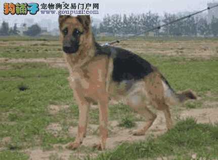 德国牧羊犬优缺点(德国牧羊犬怎么挑最好的)