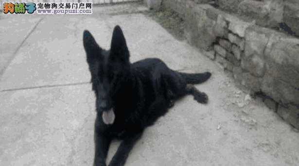 德国牧羊犬怎么养(养德国牧羊犬需要注意什么)