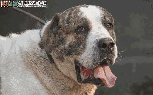 中亚牧羊犬幼崽多少钱一只(中亚牧羊犬幼犬价格)