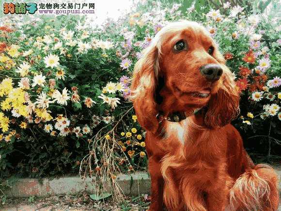 可卡犬优缺点(可卡犬缺点)