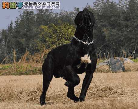 卡斯罗犬缺点(卡斯罗犬饲养注意事项)