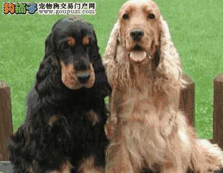 可卡犬优缺点(可卡犬缺点)