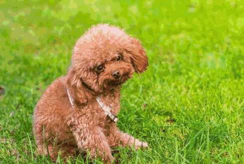 贵宾犬饲养的注意事项(喂养贵宾犬的正确方法与技巧)