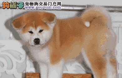 怎么选秋田犬(秋田犬如何看纯不纯)