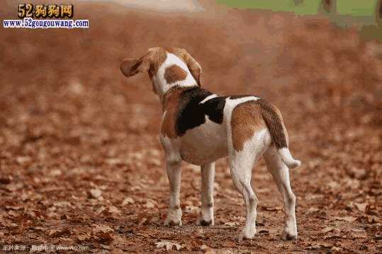 比格犬的特点是什么(比格犬属于什么犬种)