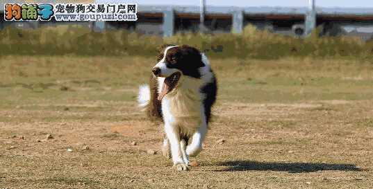 边境牧羊犬怎么样养(如何挑选边境牧羊犬幼犬)