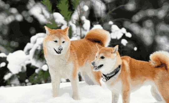 柴犬和秋田犬怎么区分(小秋田犬和柴犬怎么分别)