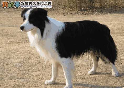 边境牧羊犬饲养要注意什么(养边境牧羊犬的十大坏处)