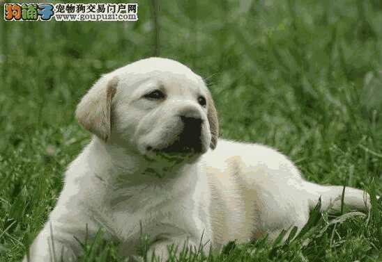 购买拉布拉多幼犬需要注意什么(拉布拉多怎么选幼犬)