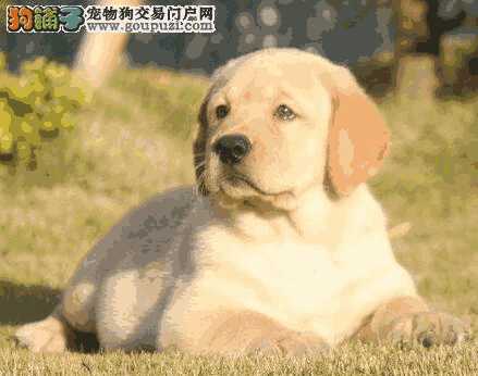 怎么挑选拉布拉多犬幼犬(怎么挑选拉布拉多犬 视频)