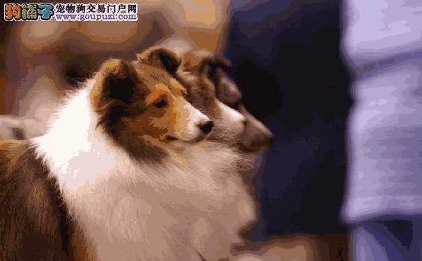 喜乐蒂牧羊犬好养吗(喜乐蒂牧羊犬适合家养吗)