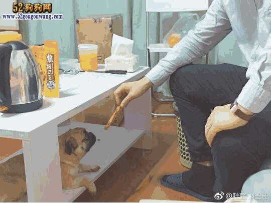 巴哥犬好养吗,八哥犬到底好不好养(巴哥犬和八哥犬有区别吗)