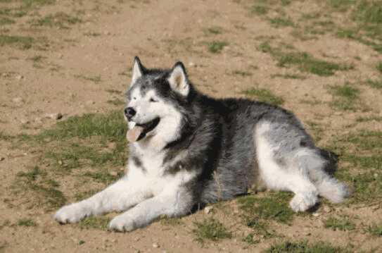 抱大型犬的正确姿势(怎么抱大型犬)