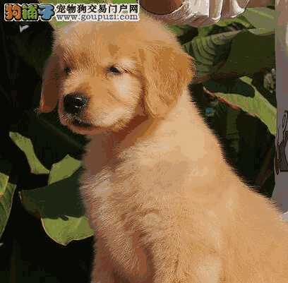 金毛幼犬怎么挑(金毛犬怎么挑选)